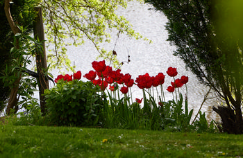 Red flowers by pond This landscape photograph features vibrant red flowers growing alongside lush green plants near the edge of a pond, capturing a view of nature at Linacre in the afternoon during spring. Fresh foliage and leafy branches frame the scene, while the shimmering water in the background highlights the seasonal growth typical of spring. The image showcases the beauty of flowers and plants within a natural setting, emphasizing the connection to nature, and presenting a tranquil moment at Linacre in the middle of the day.